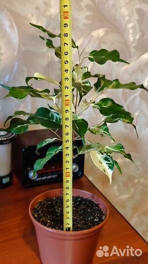 Фикус керли