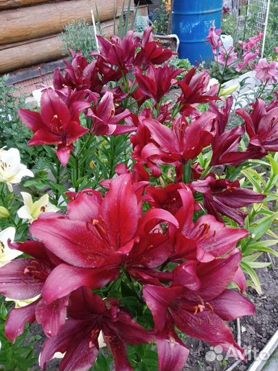 Лилии,лилейник