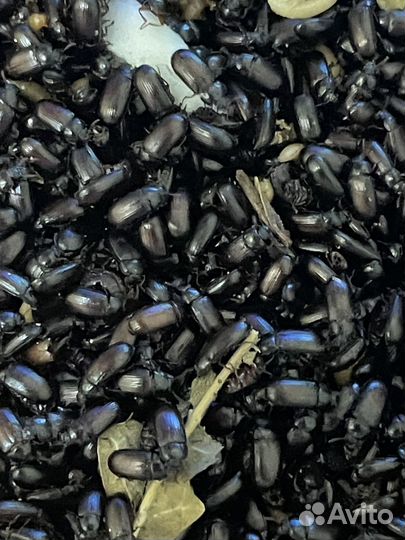 Аргентинский жук знахарь