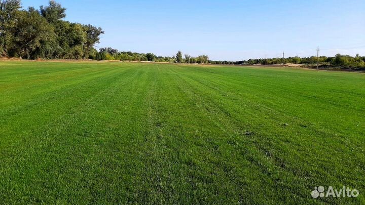 Рулонный газон Краснодар Питомник под ключ