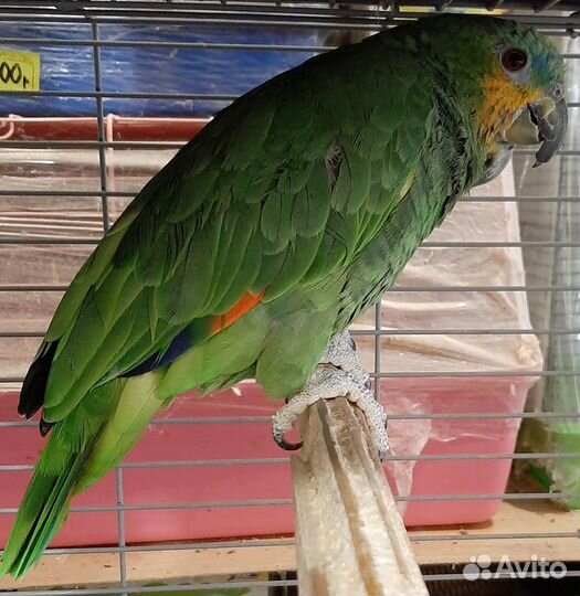 Попугай амазон