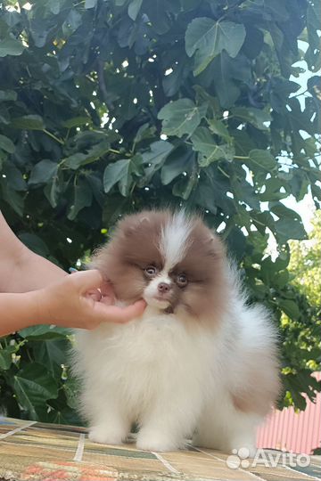 Померанский шпиц
