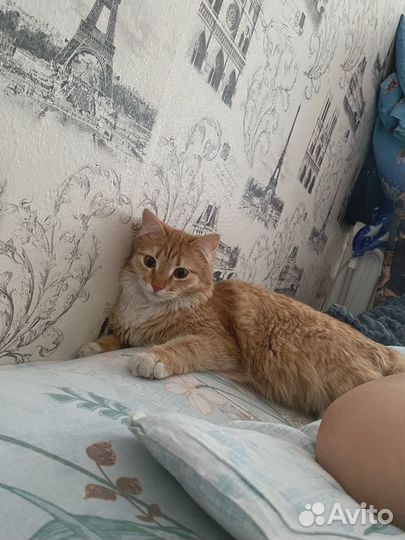 Кошечка в добрые руки