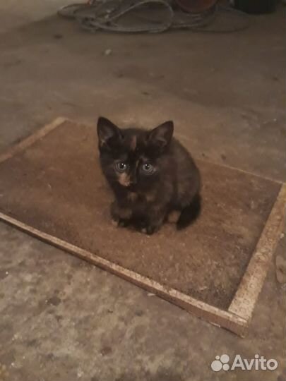 Отдам котят