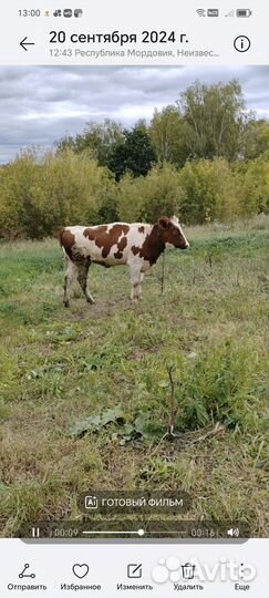 Тёлки на племя