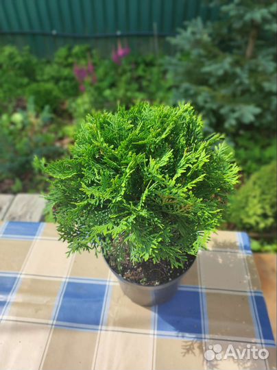 Туя шаровидная даника