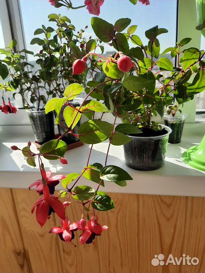 Фуксия Доллар Принцесс (Dollar Princess)