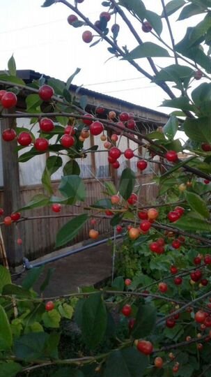 Дача 36 м² на участке 5 сот.