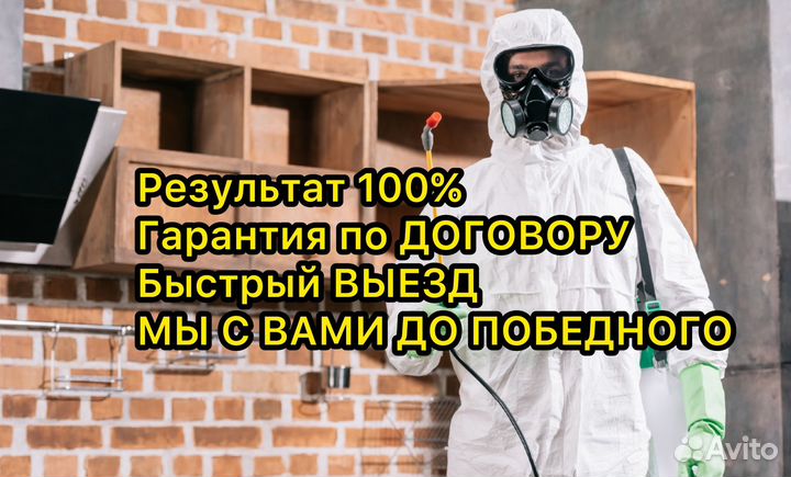 Сан обработка от клопов