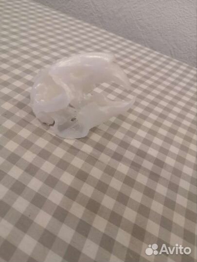 Череп кролика анатомический