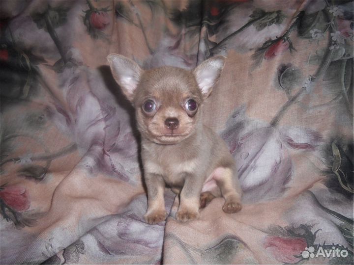 Щенки чихуахуа голубые и лиловые