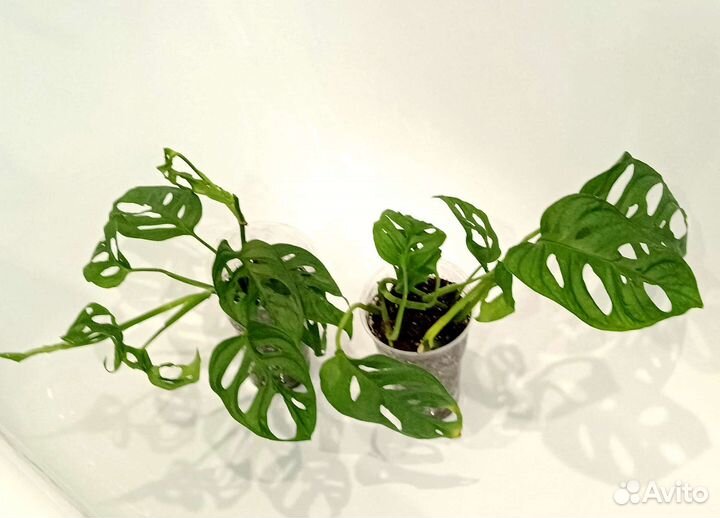 Монстера манки