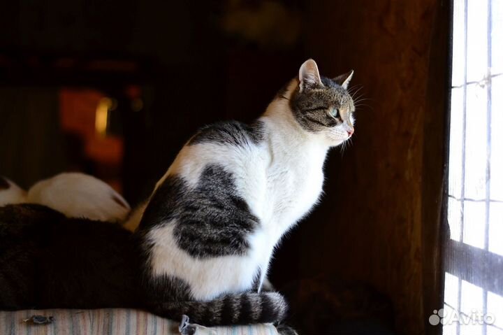 Котенок в горошек, кому
