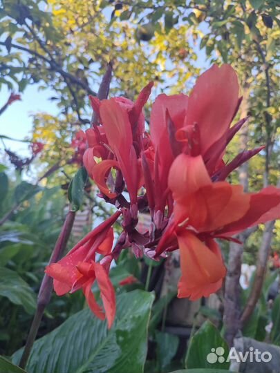 Цветы канны