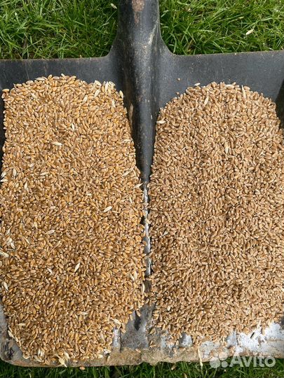 Зерно пшеница