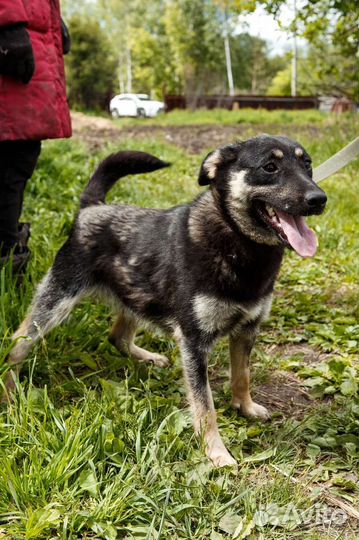 Улыбака- Краска