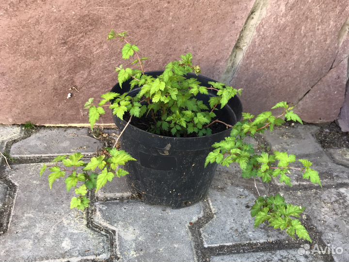 Декоративные кустарники и лианы