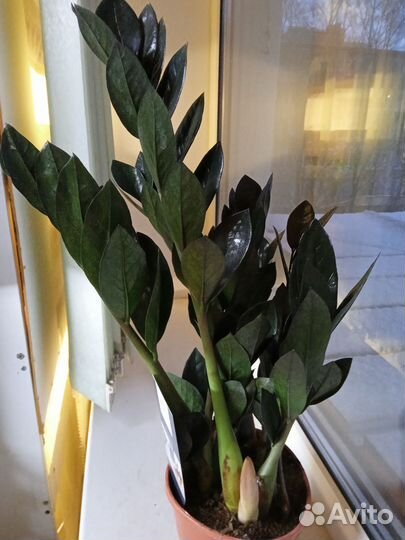 Чёрный Замиокулькас Блек Равен 50 см