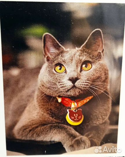 Алмазная мозаика на подрамнике 30*40 Кот серый