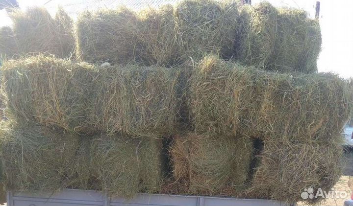 Сено в брикетах и рулонах