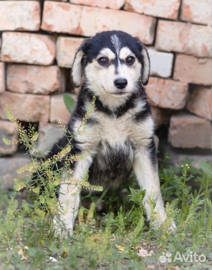 Щенок Афина, 2,5 мес