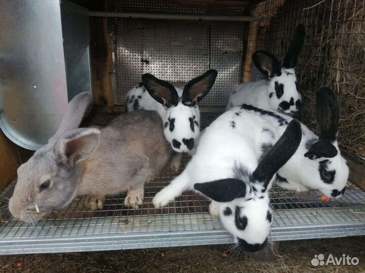 Кролики мясных пород