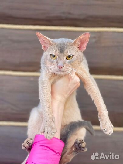 Элитный котик редчайшего ркраса