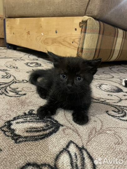 Отдам котенка в добрые руки