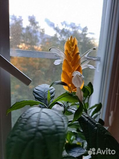 Пахистахис