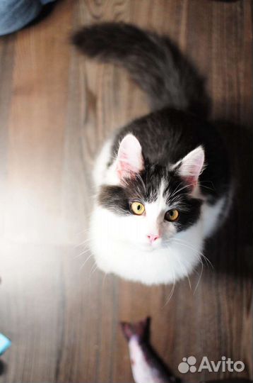 Котёнок в добрые руки