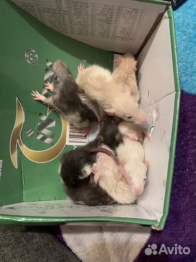 Крыски дамбо