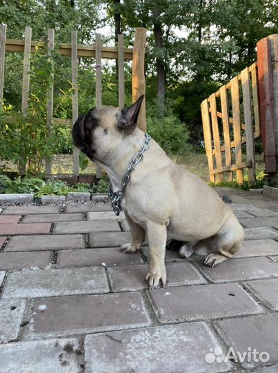 Вязка французский бульдог