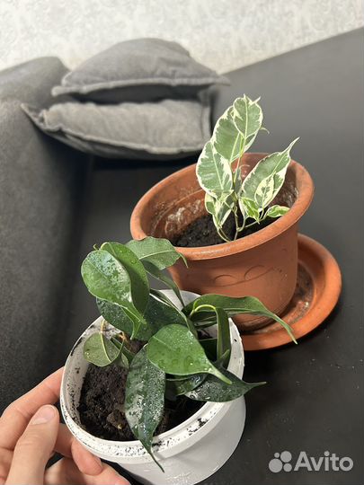 Фикус бенджамина