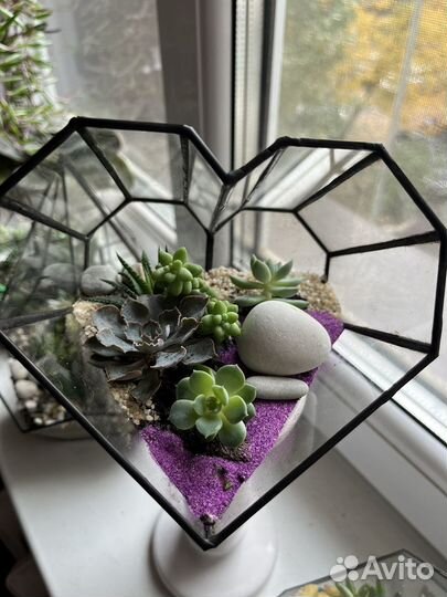 Флорариум. Цветы. Подарок