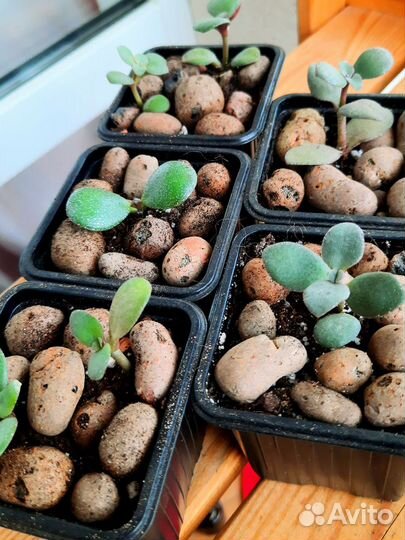 Толстянка / крассула/ денежное дерево