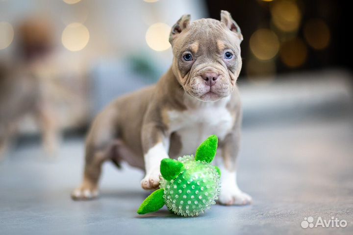 Американский Булли