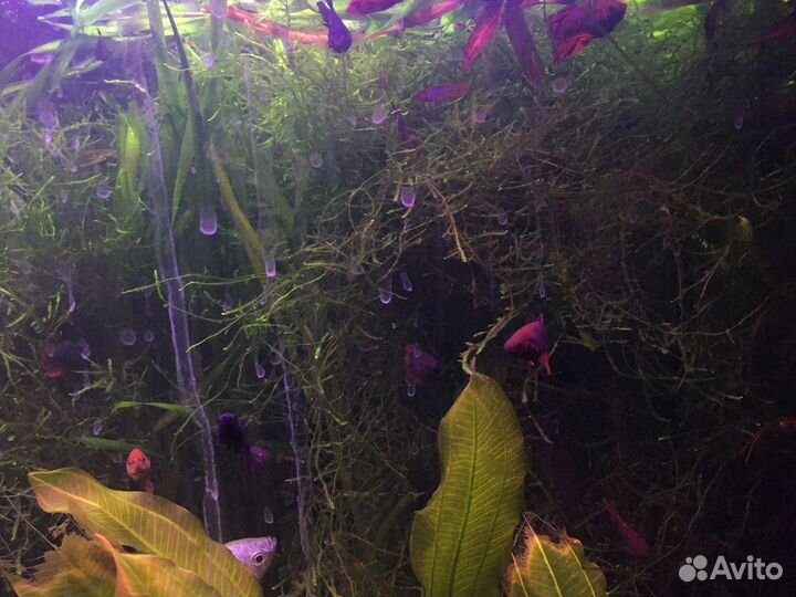 Яванский мох