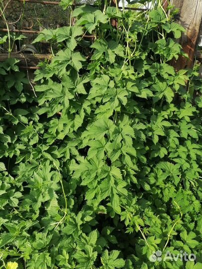 Хмель, откопаю куст