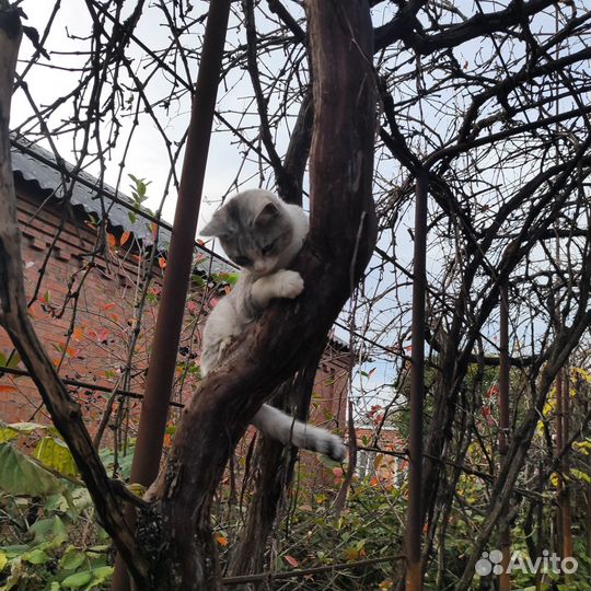 Кошка в дар