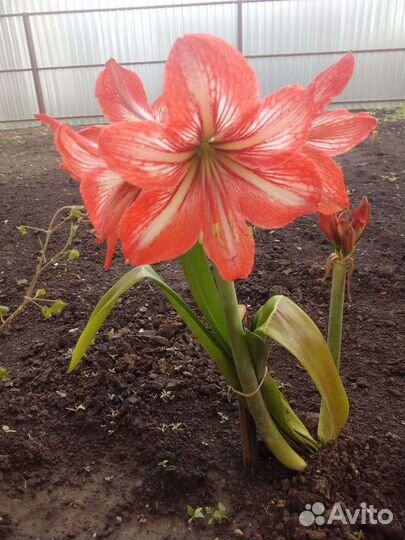 Детки Амарилиса