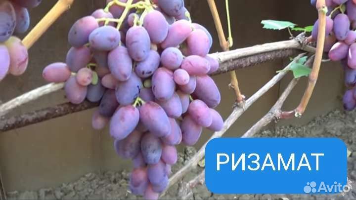 Саженцы винограда 2лет зкс Рошфор, Лучистый и др