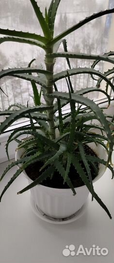 Алоэ лечебный