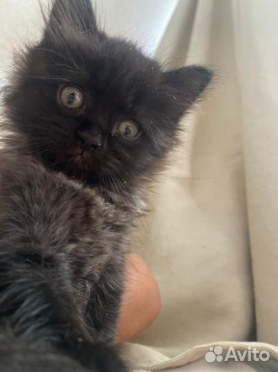 Черный котенок девочка в добрые руки, 1,5 мес