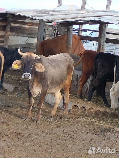 Овцы бараны ягнята