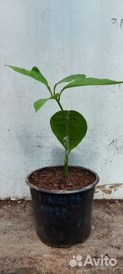 Цитрусы привитые на сортовых лимонах, лаймах