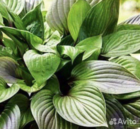 Хоста Фёрст блаш (first blush)