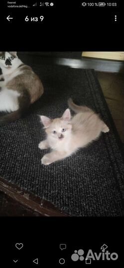Кошечка в добрые руки бесплатно