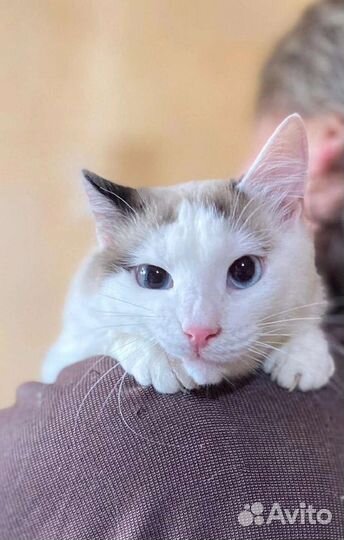 Котик Фантик