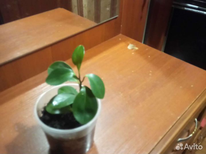 Цветок пеперомия