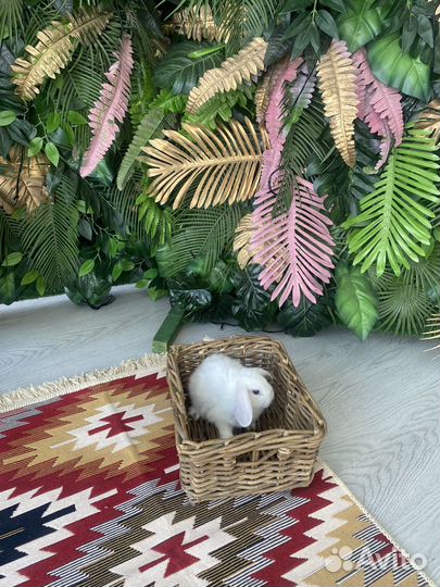 Породистые карликовые кролики